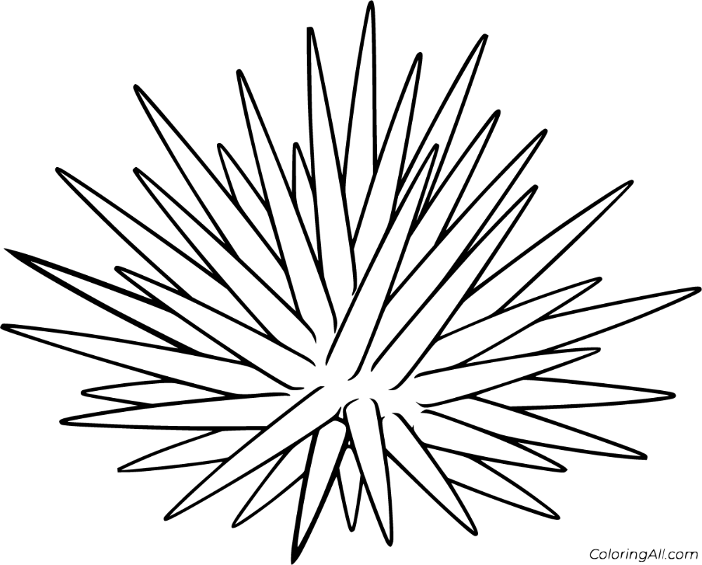 Free printable sea urchin coloring pages in vector format easy to print from any device and automatically fit any paper sizâ coloring pages urchin sea urchin
