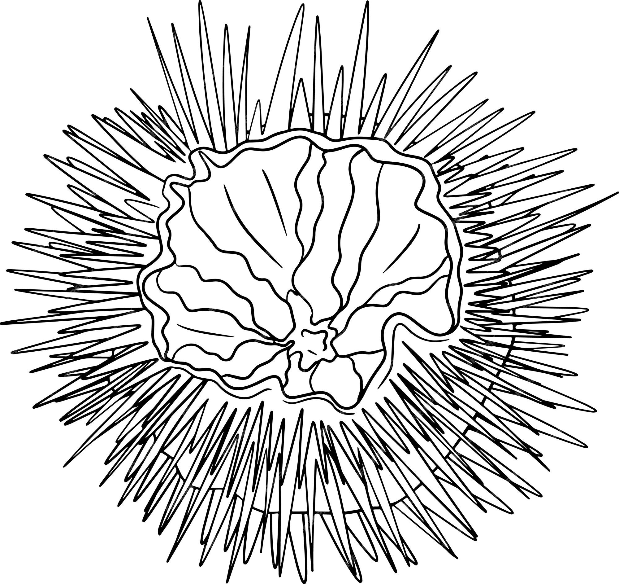 Premium vector hand drawn underwater creatures vector sea life seafood coloring pages with sea urchin