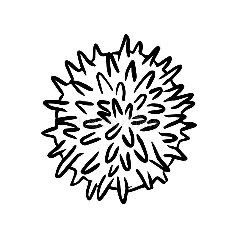 Sea urchin coloring stock illustrations â sea urchin coloring stock illustrations vectors clipart
