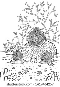 Sea urchins colourful over royalty