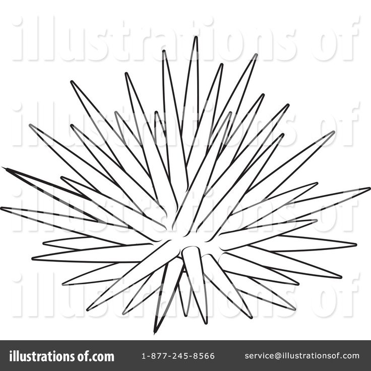 How to draw sea urchin sea urchins art drawings cartoon coloring pages
