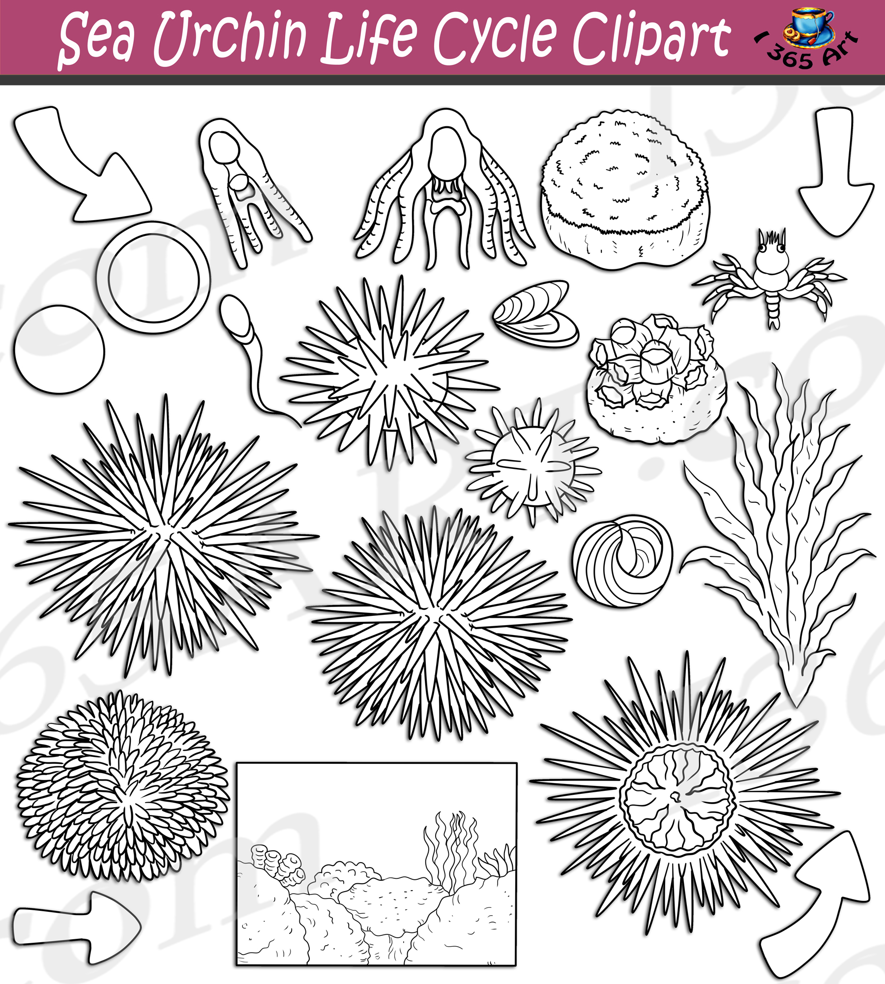 Sea urchin life cycle clipart set download