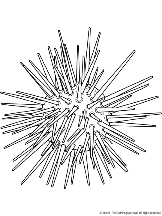 Sea urchin coloring page audio stories for kids free coloring pages colouring printables