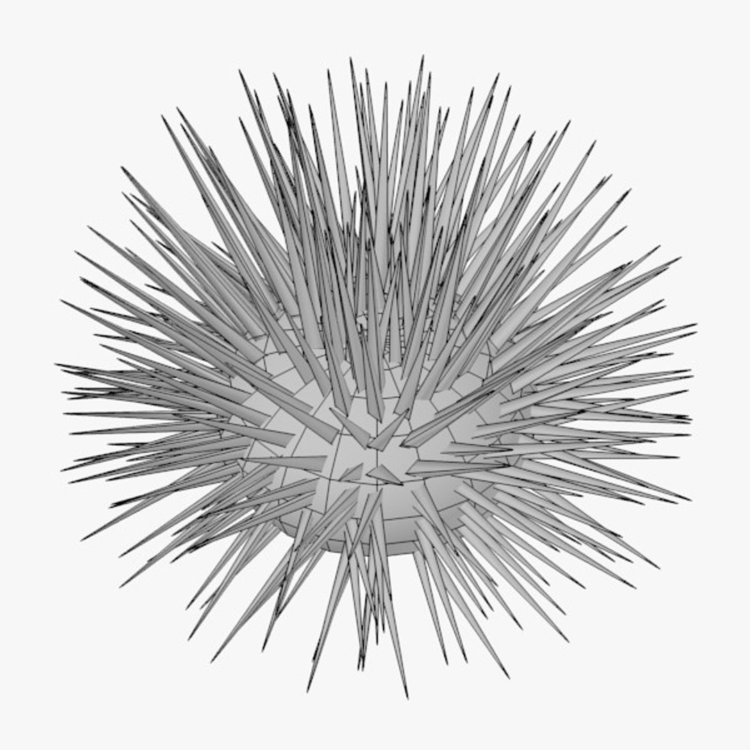 Maya sea urchin