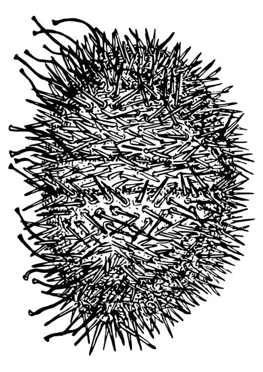 Coloring page sea urchin