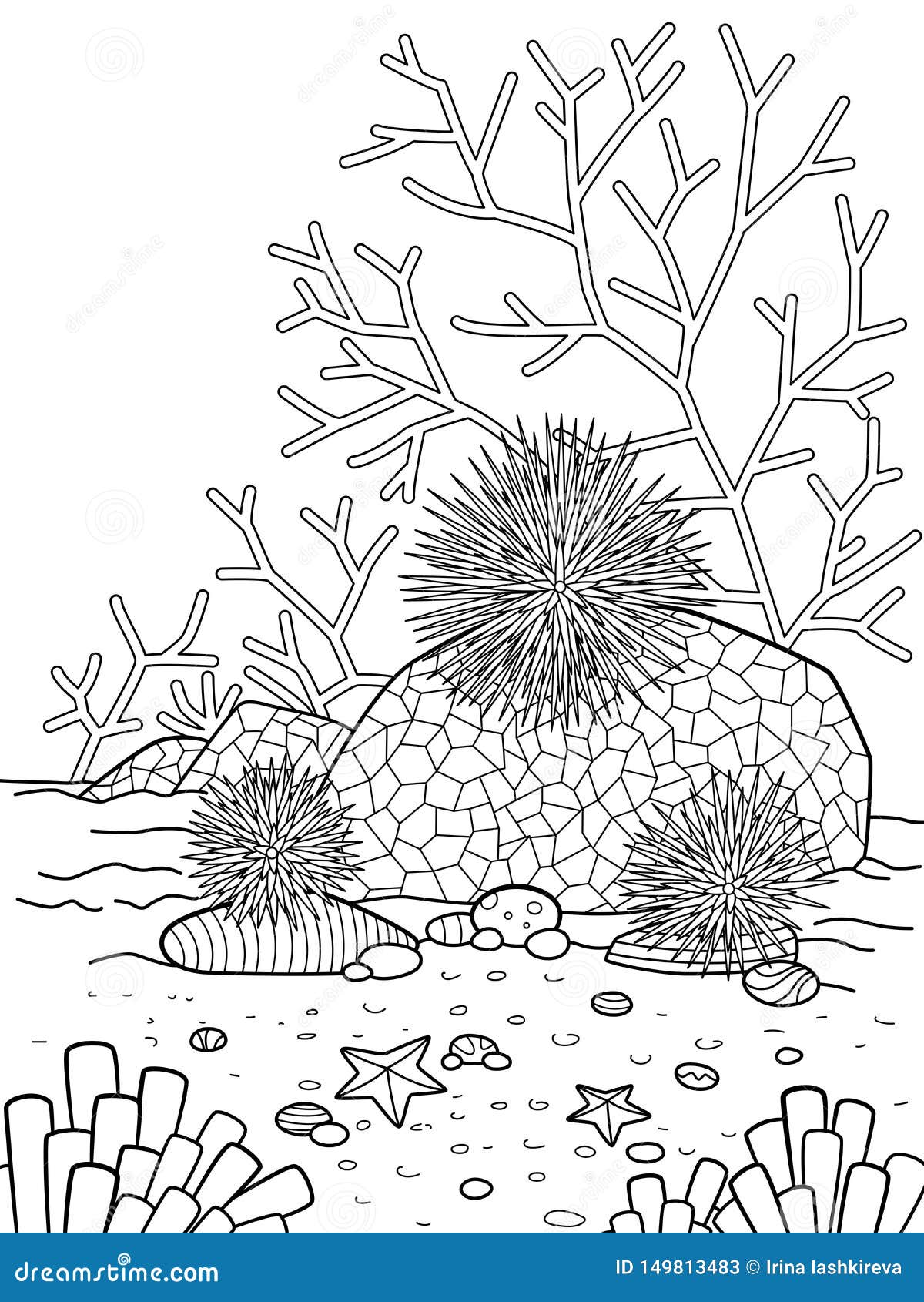 Sea urchin coloring stock illustrations â sea urchin coloring stock illustrations vectors clipart