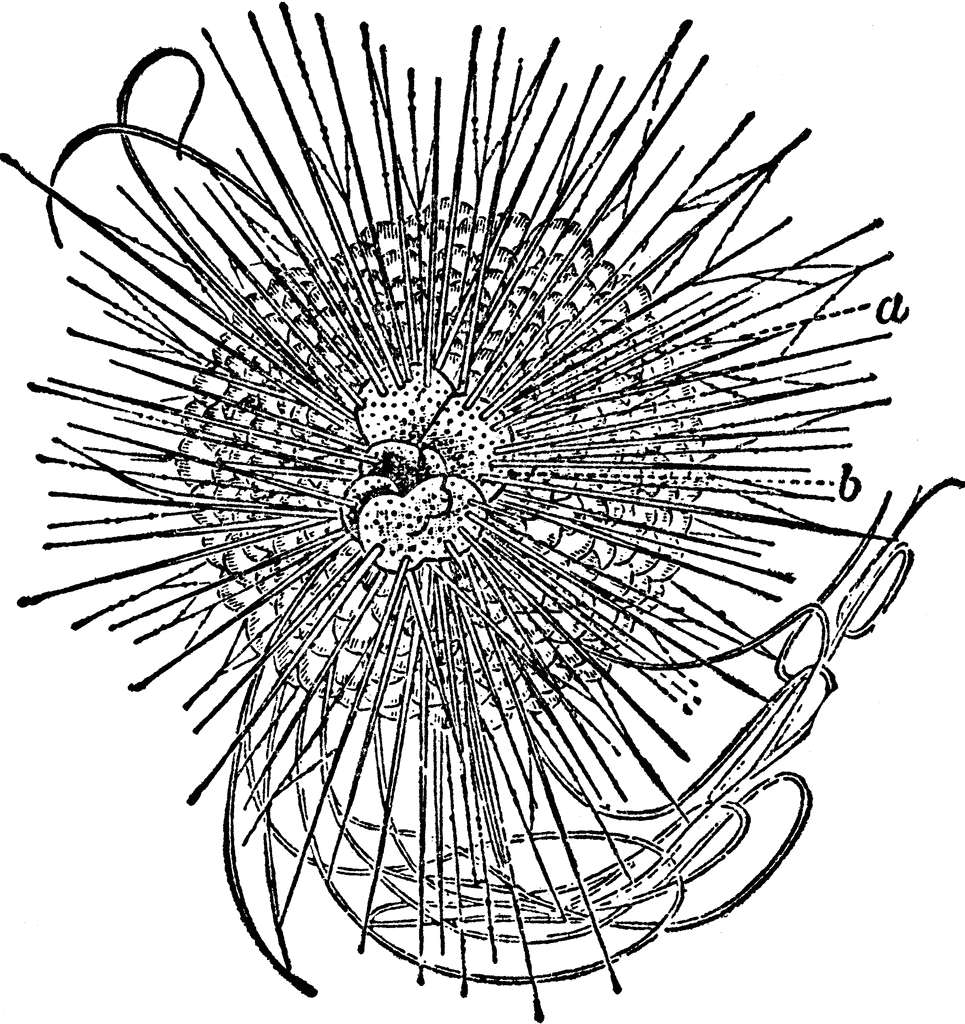 Sea urchin clipart