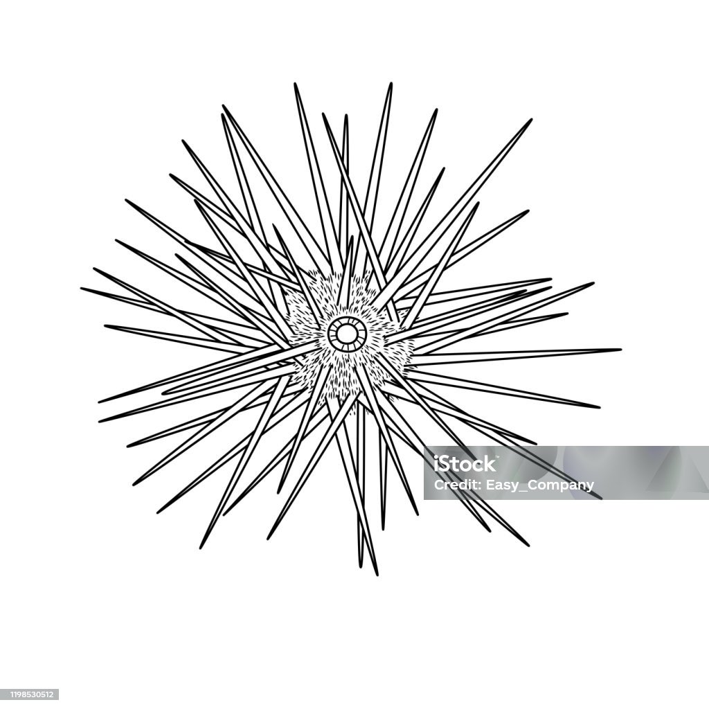 Vector illustration of urchin isolated on white background for kids coloring book stock illustration