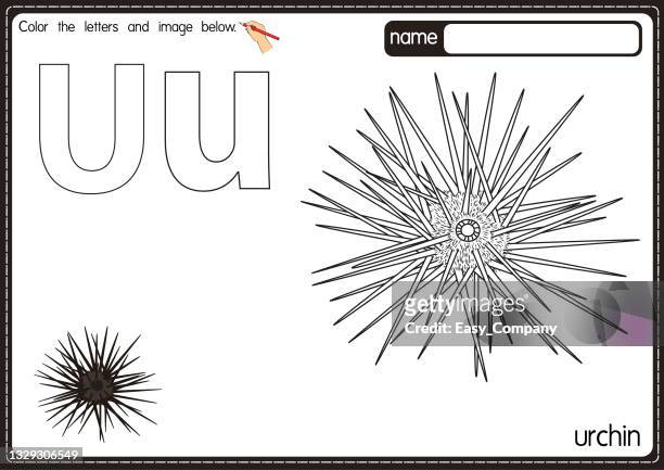 Sea urchin eggs stock photos high
