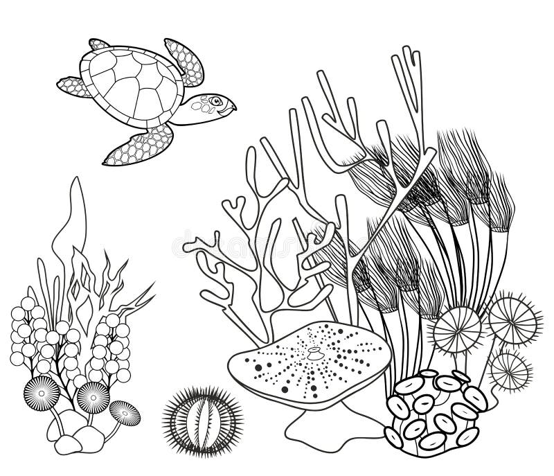 Sea urchin coloring stock illustrations â sea urchin coloring stock illustrations vectors clipart