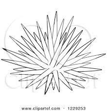 Pin by m a on sea urchin sea urchins art cartoon coloring pages drawings