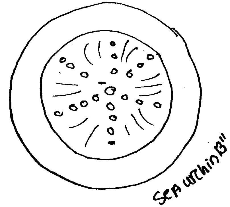 Sea urchin