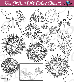 Sea urchin life cycle clipart by i art