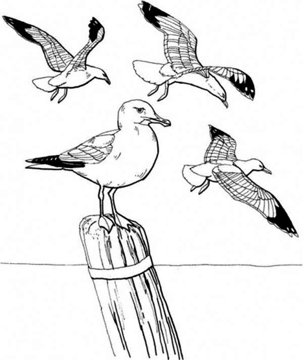 Seagull standing on dockyard coloring page coloring pages coloring pictures color