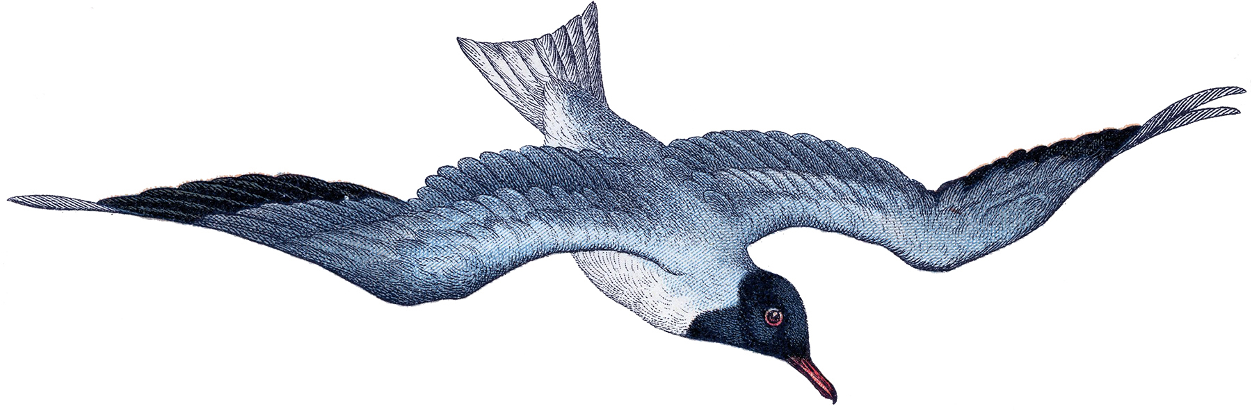 Seagull clipart
