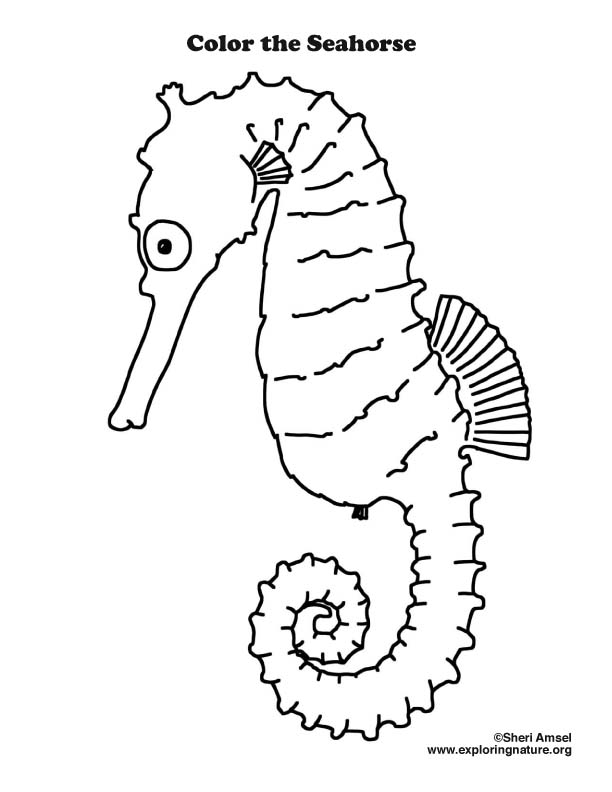 Seahorse coloring page