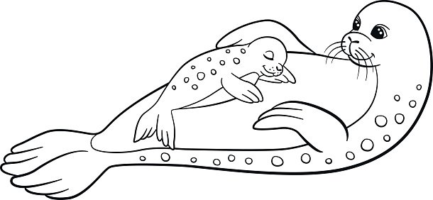Coloring pages mother seal with her little cute baby stock clipart royalty