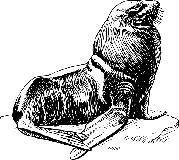 Free seal coloring pages clipart page of public domain clip art
