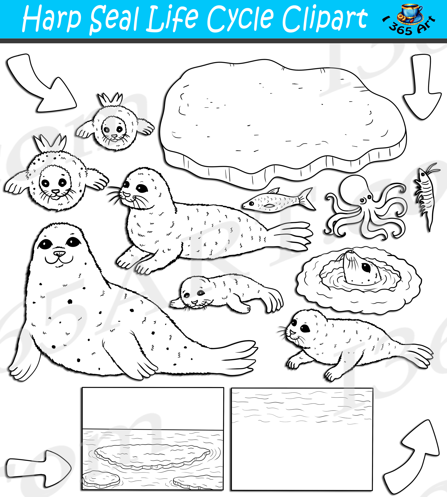 Harp seal life cycle clipart set download