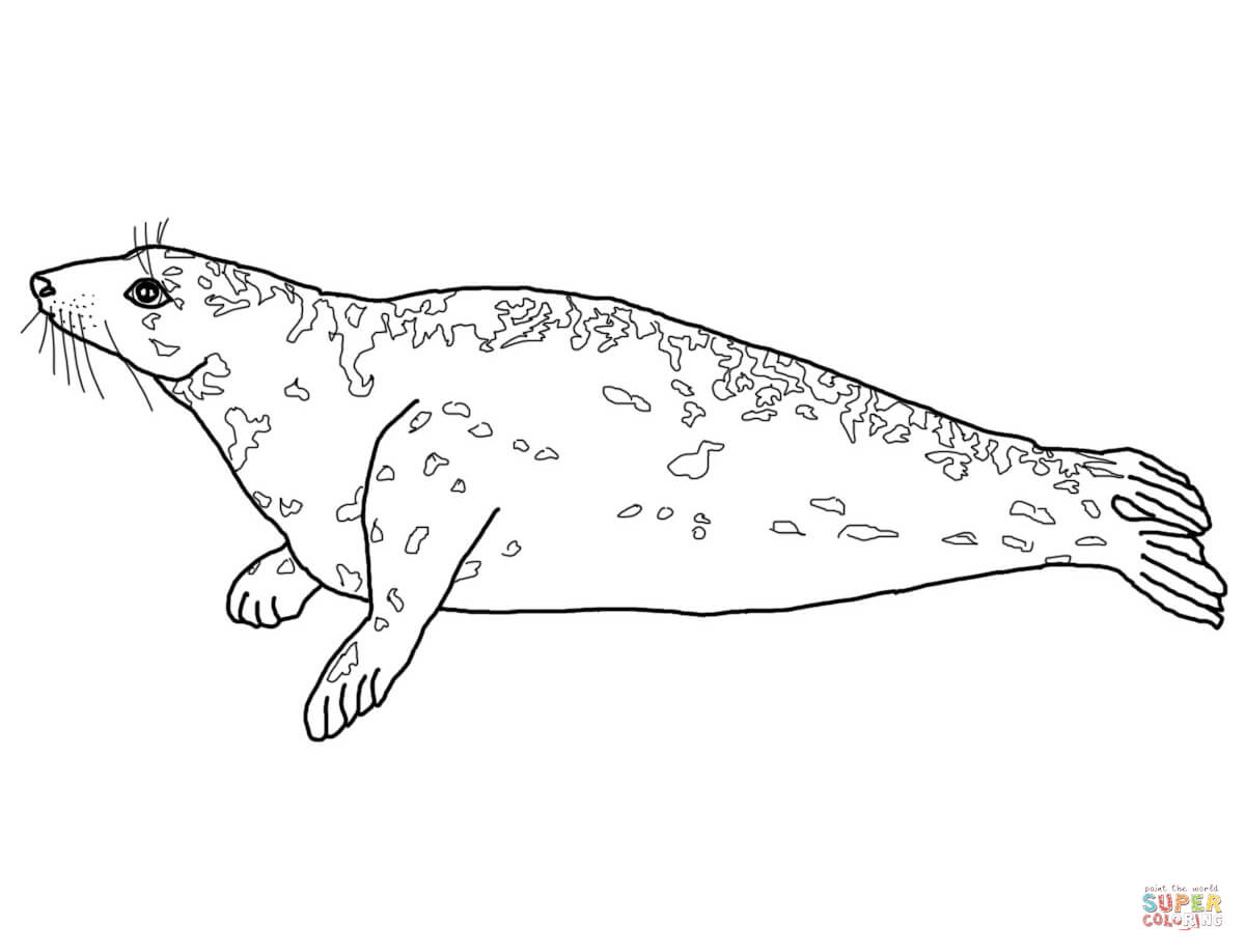 Grey seal coloring page free printable coloring pages