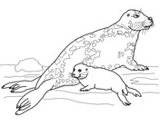 Seals coloring pages free coloring pages
