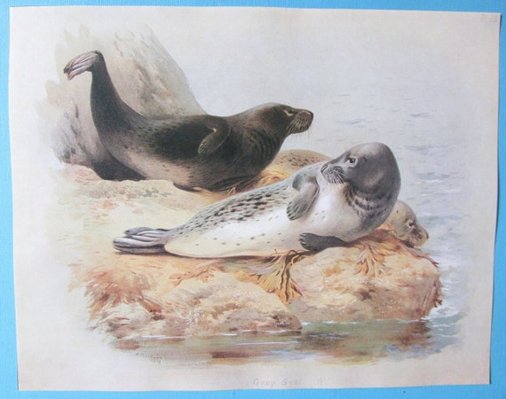 Grey seal animal art print book plate harbour seal large book page color plate by archibald thorburn for framing x