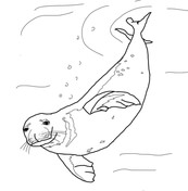 Seals coloring pages free coloring pages