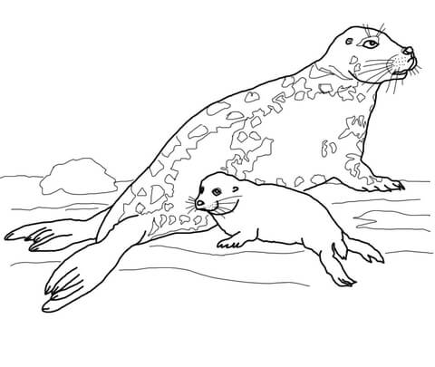 Gray seal mother and baby coloring page free printable coloring pages