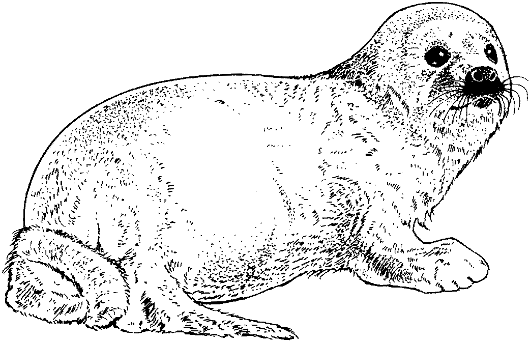 Seal coloring pages
