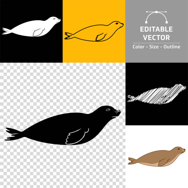 Grey seal stock illustrations royalty