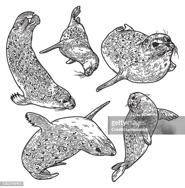 Seal pup high res illustrations