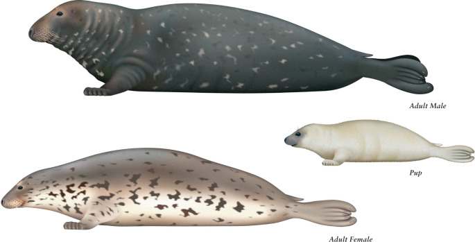 Grey seal
