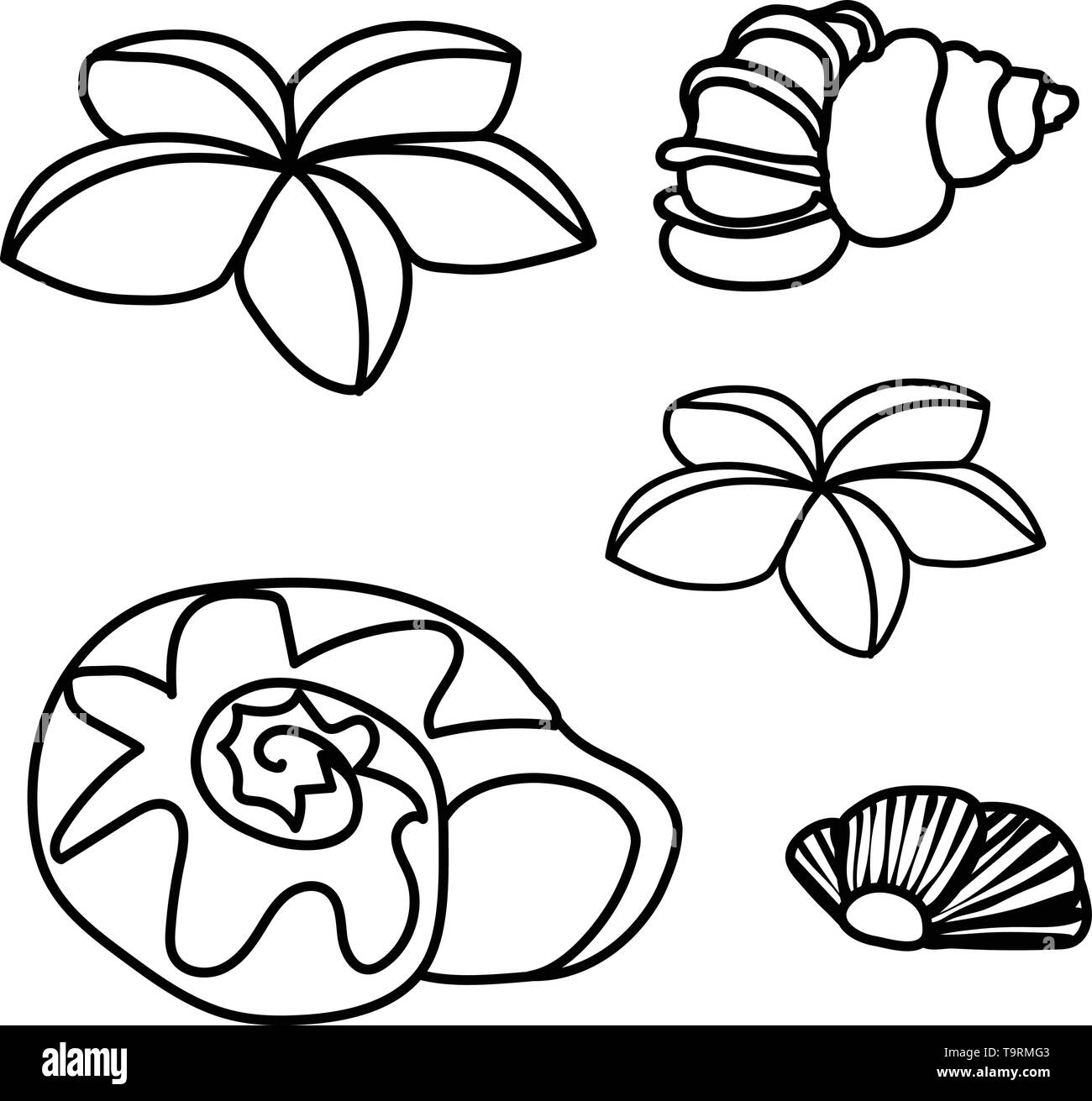Seashell line art coloring book black and white stock photos images