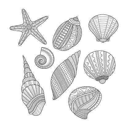 Black and white sea shells for coloring book vector stock clipart royalty