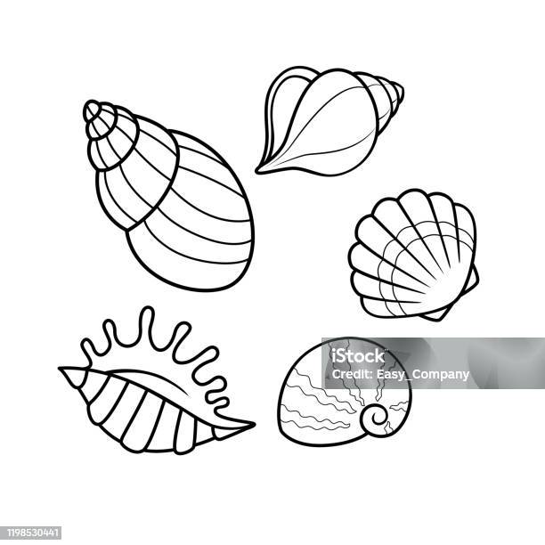 Vector illustration of seashell isolated on white background for kids coloring book stock illustration