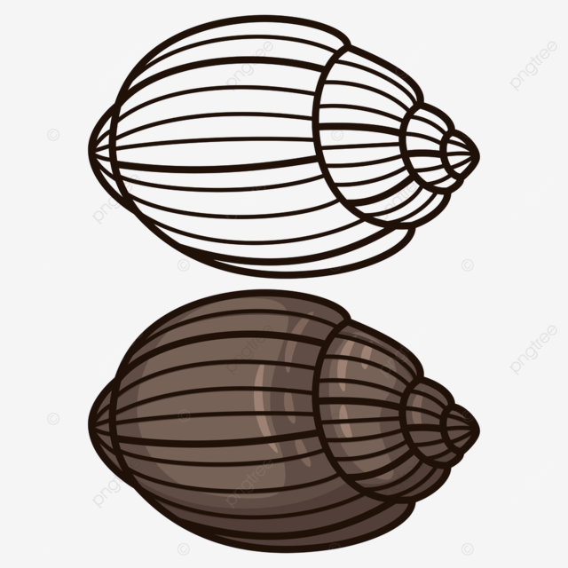 Outline seashell clipart png images outline seashell coloring page simple page flat png image for free download