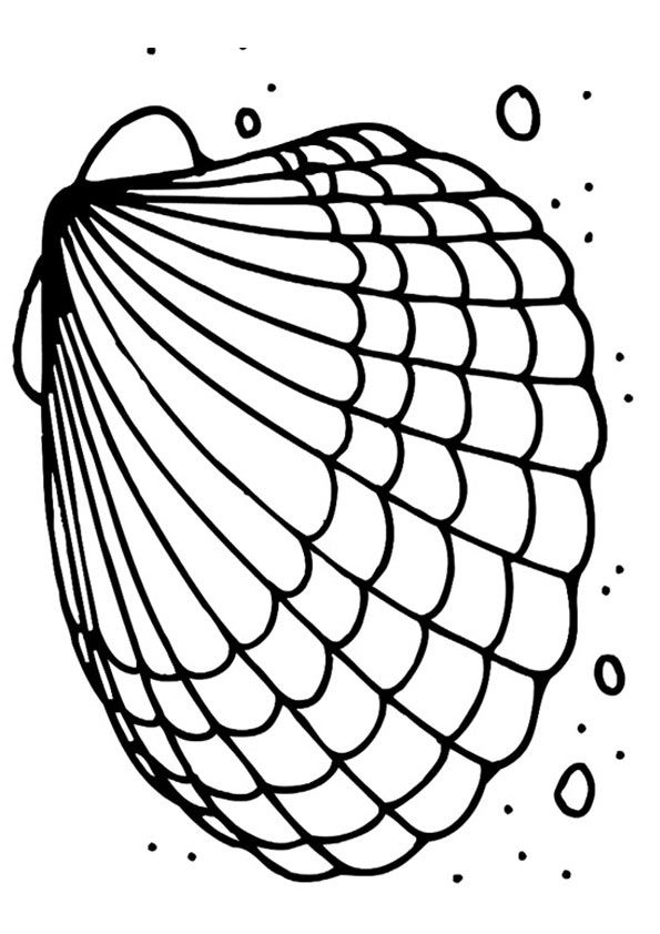 Types of sea shell coloring page coloring pages color matchbox art
