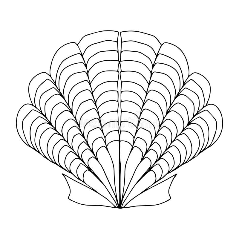 Seashell black white drawing stock illustrations â seashell black white drawing stock illustrations vectors clipart