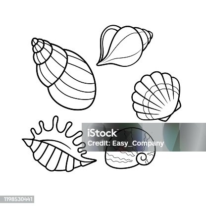 Seashell coloring pages stock illustrations royalty