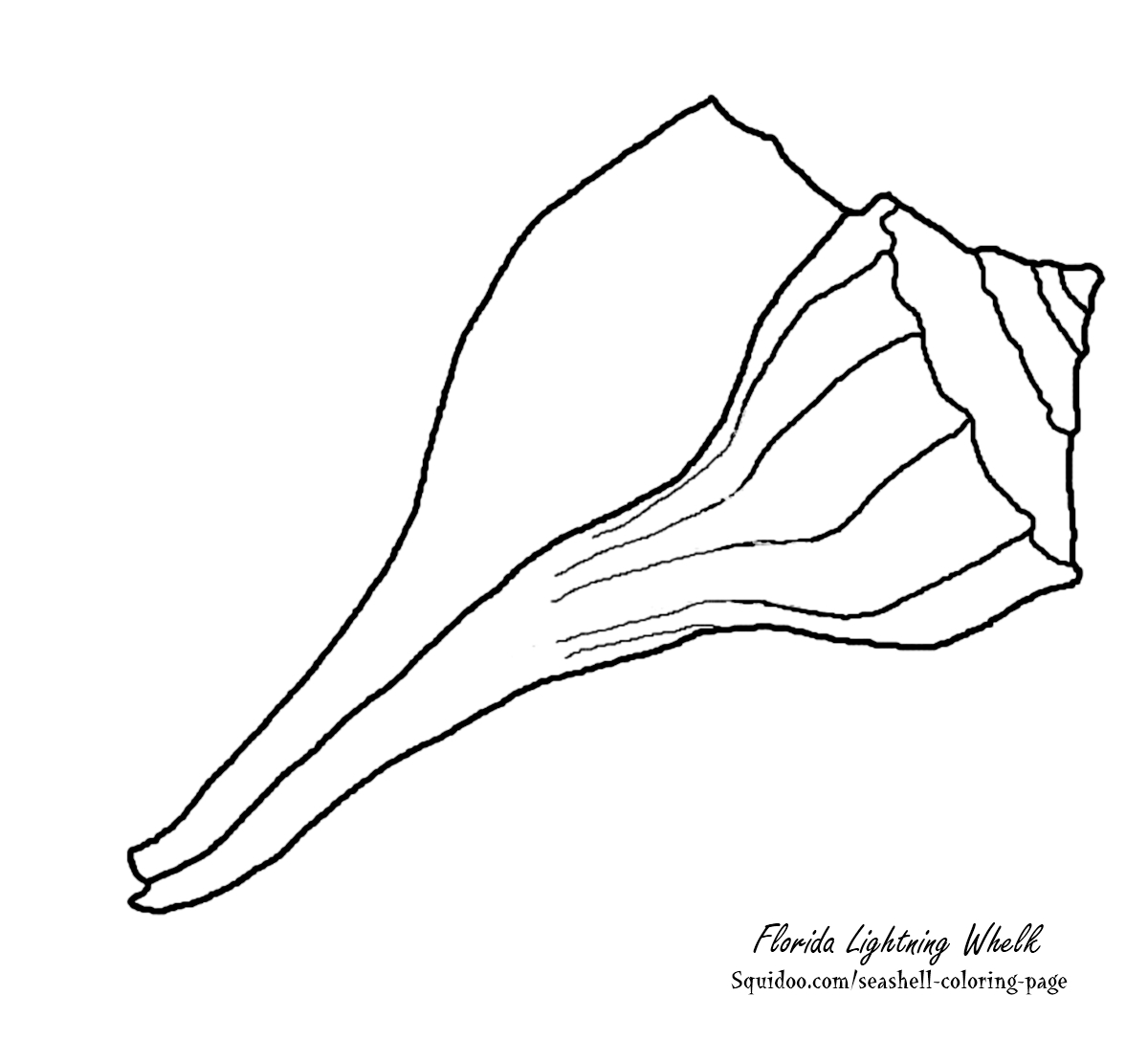 Seashells by millhillcoloring page lightning whelk