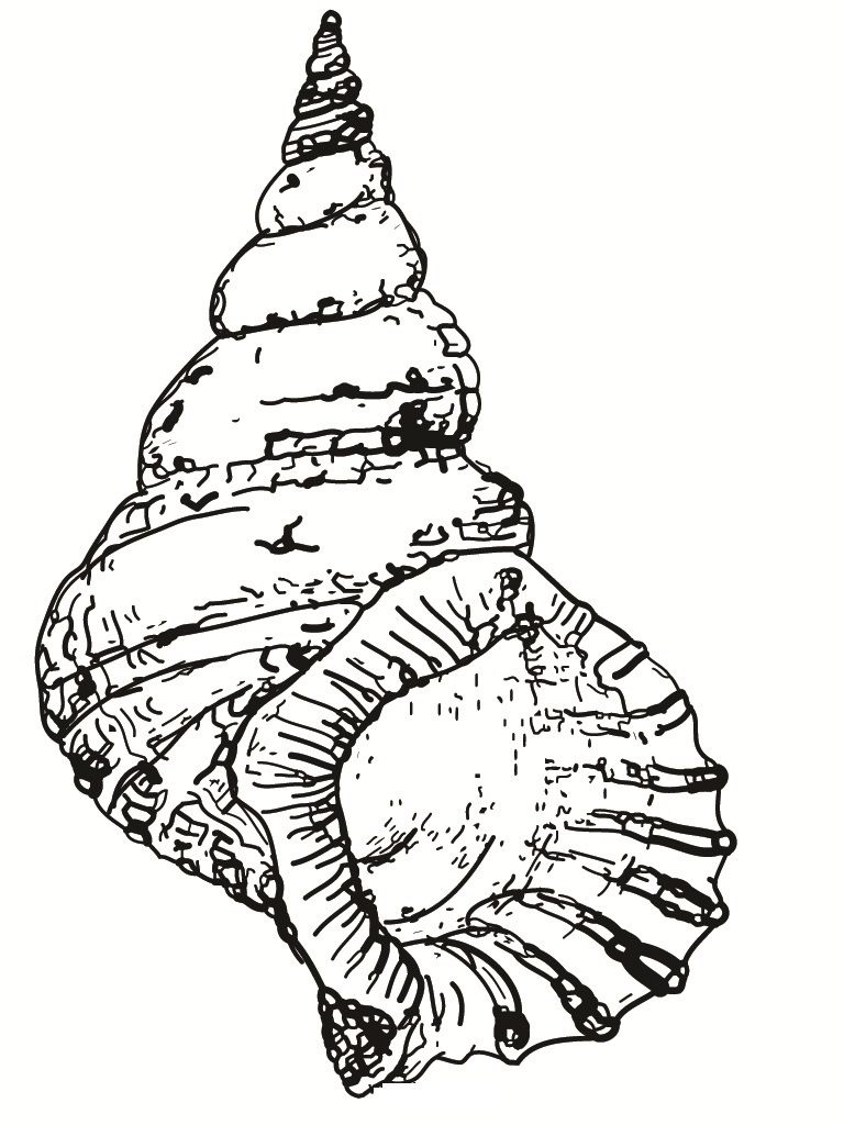 Free printable seashell coloring pages for kids