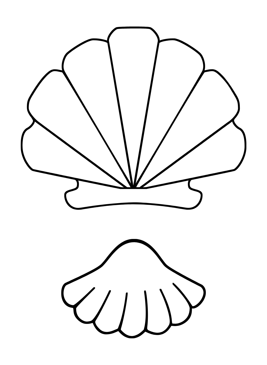 Scallop coloring pages printable for free download