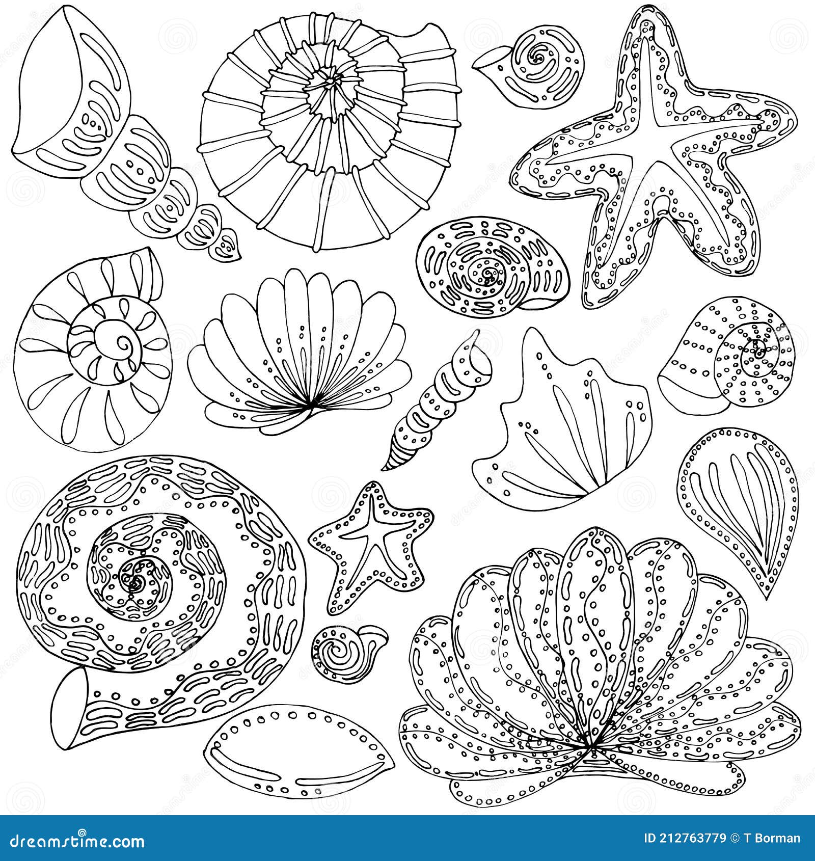 Outline seashells stock illustrations â outline seashells stock illustrations vectors clipart