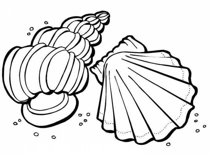Free printable seashell coloring pages for kids ocean coloring pages beach coloring pages coloring pages