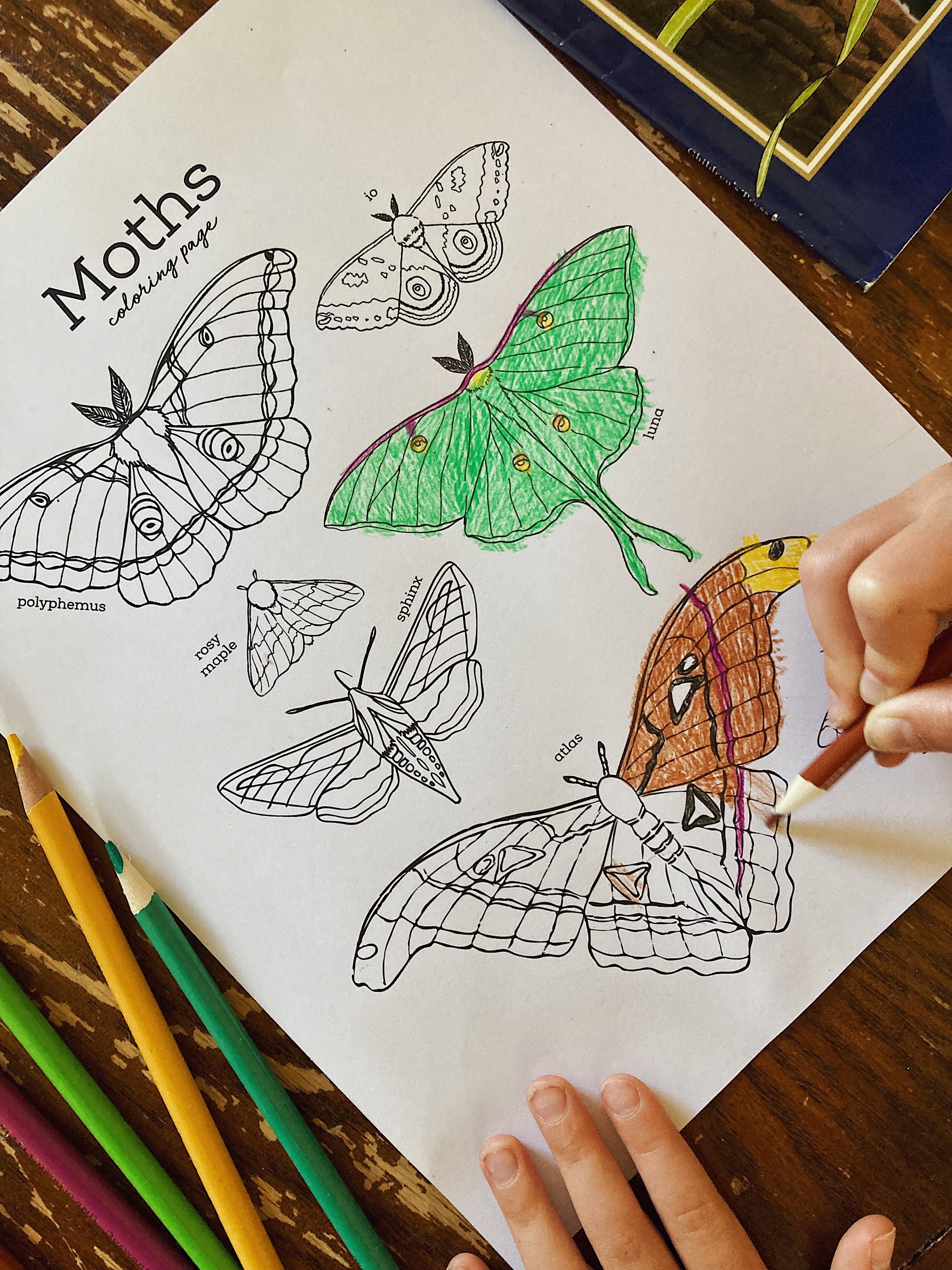 Nature coloring pages seashells shorebirds moths fungi