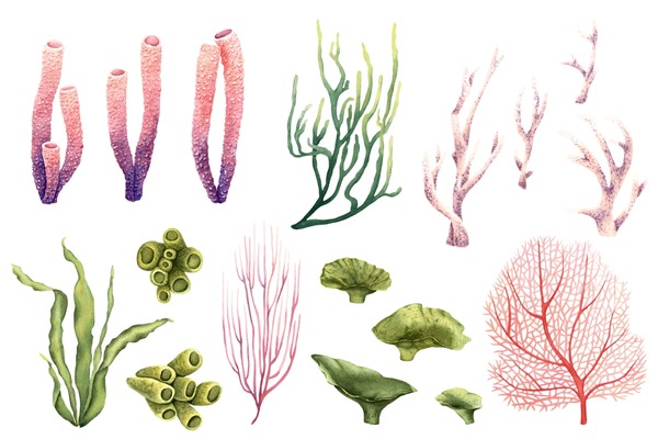 Thousand color seaweed royalty