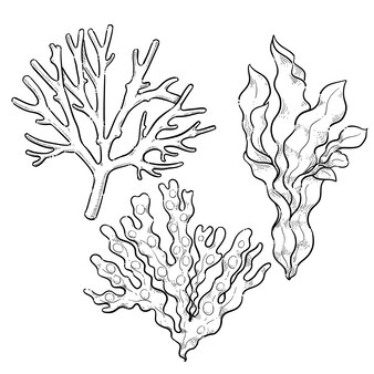 Page coral reef coloring pages printable images