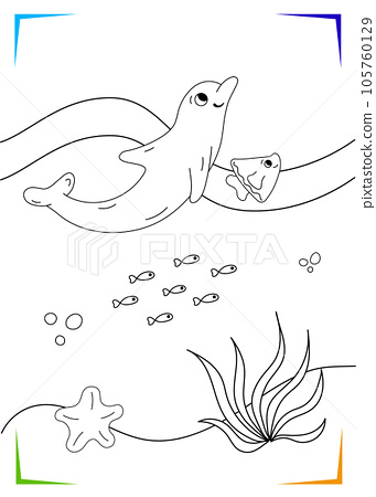 Black and white dolphin starfish seaweed