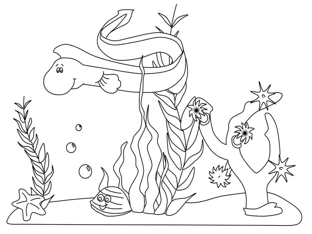 Online coloring pages animals coloring conger marine animals