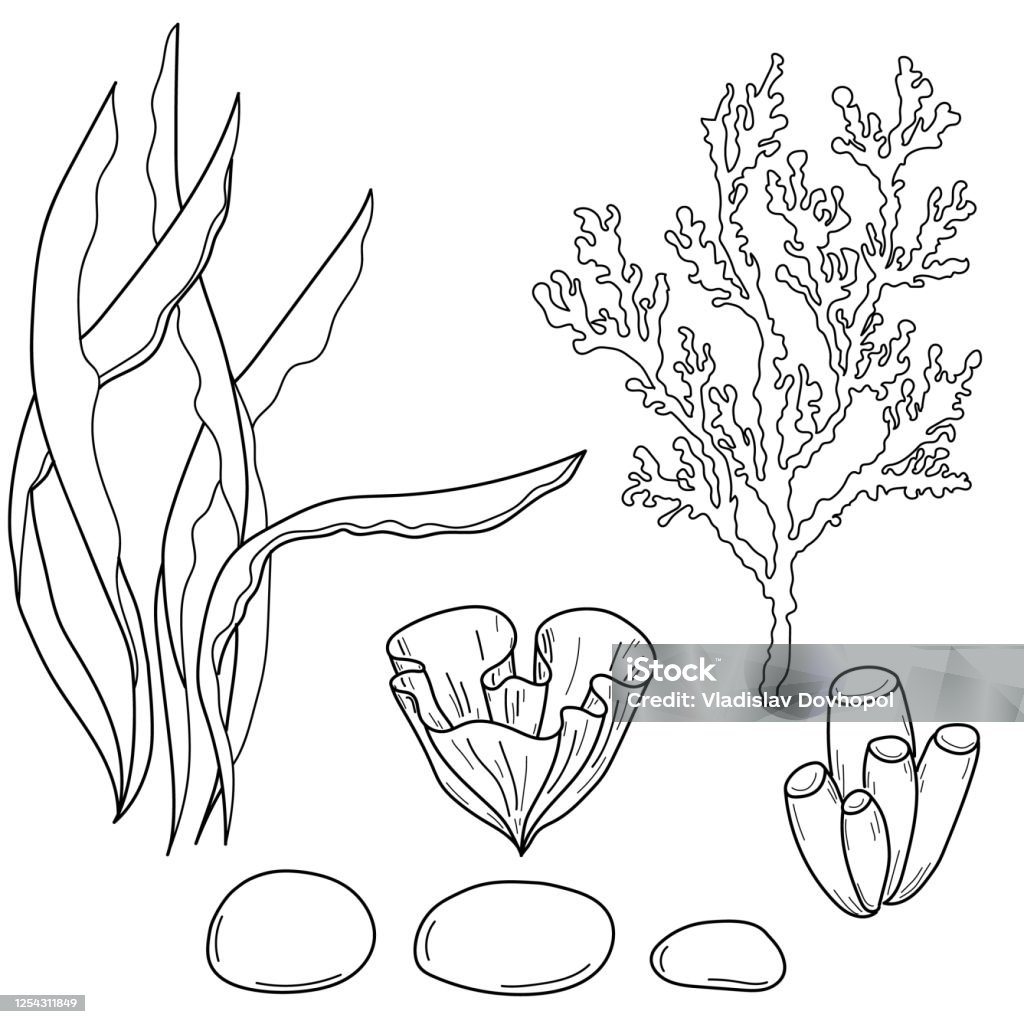 Seaweed corals line art black on white background illustration doodle monochrome underwater world collection icons symbols hand drawing for web print stencil posters invitation and greeting card stock illustration